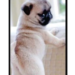 "PuppyPug" - Samsung / iPhone - Case